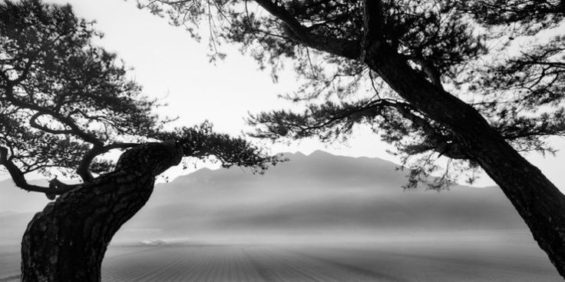 pine tree and hill balck and white photography by corean photographer Bae Bien-U